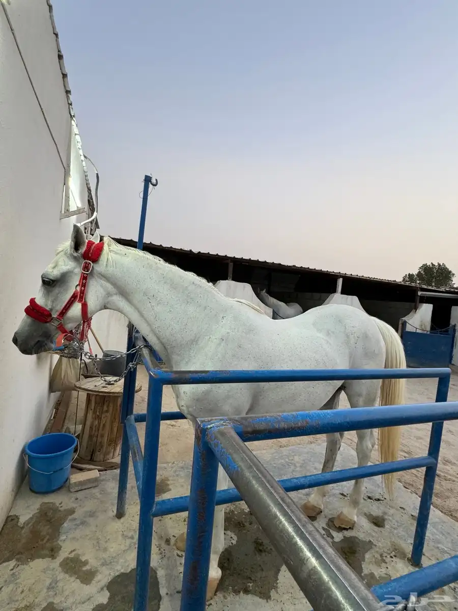 فرس شعبية صفراء 3