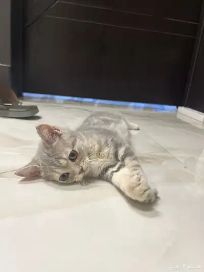 كيتن سكوتش للبيع 6