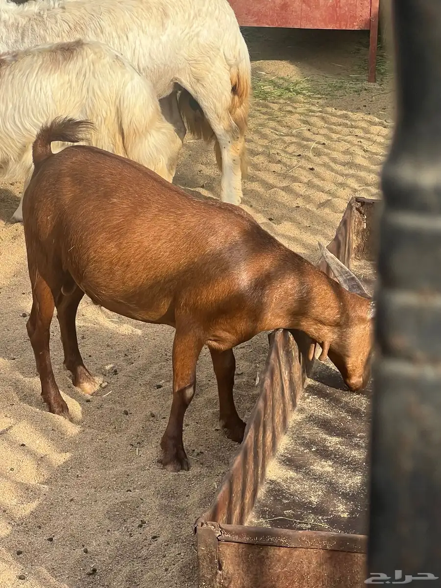 ذبايح للبيع كفو 1
