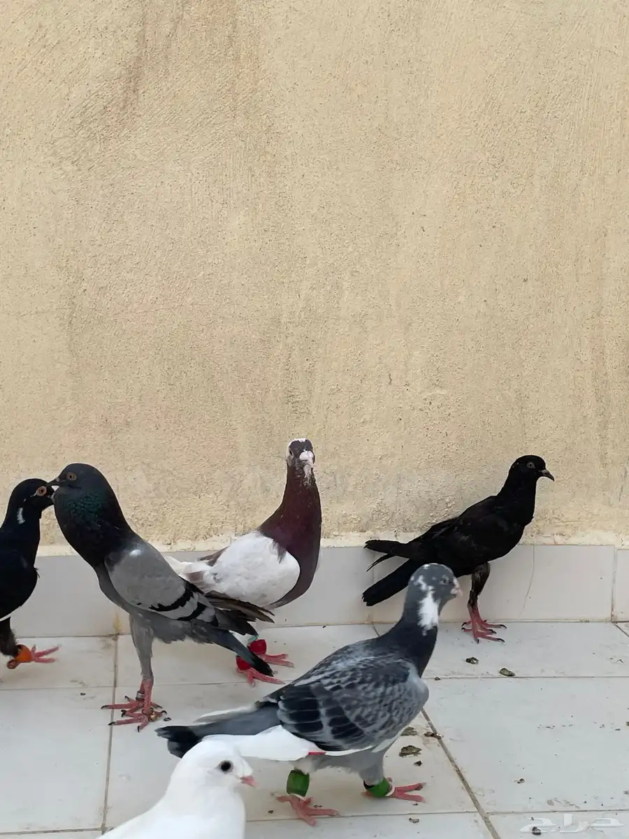 حمام نفاخ قلم 5