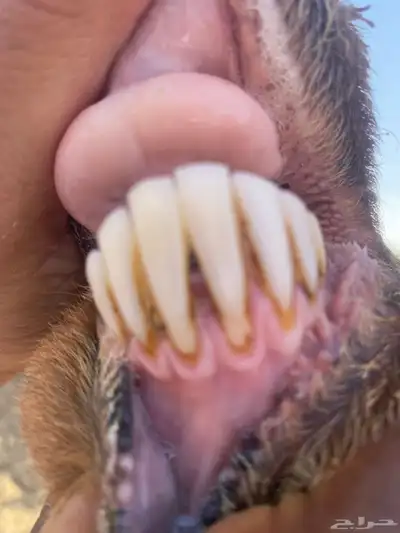 نعجه مضرع 6