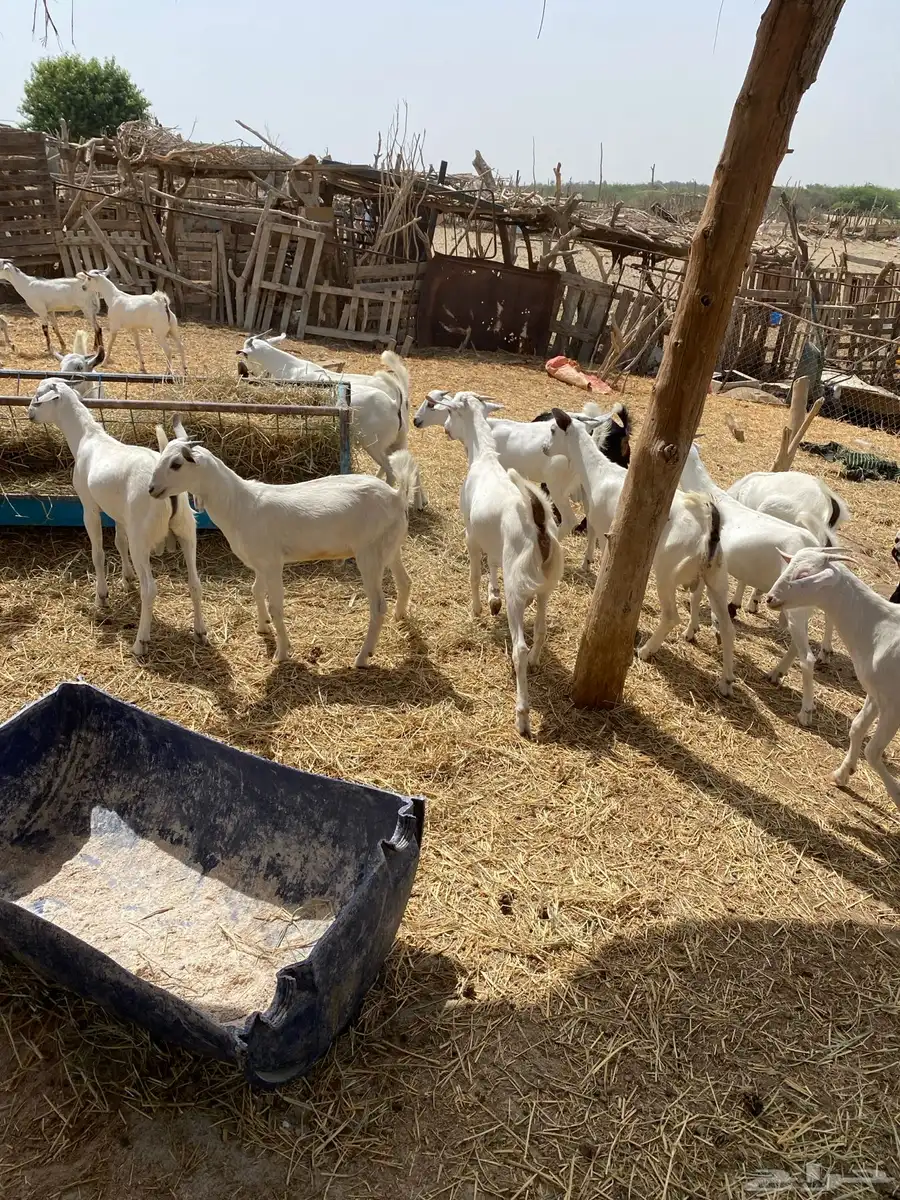 ماعز بلدي تيوس منادي ع الشرط وسمان والصور توضح ذالك والسوم 2