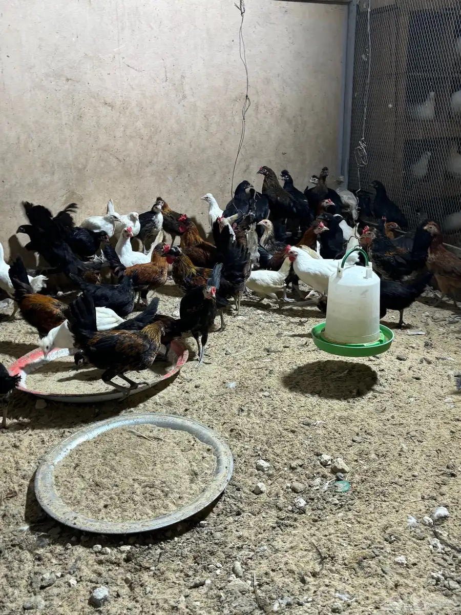 دجاج حساوي بياض 2