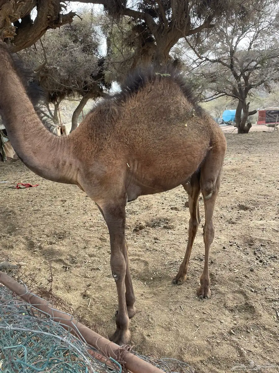 قعود للبيع 1