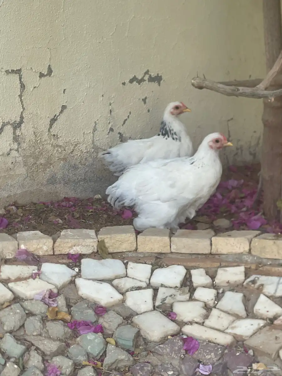 دجاج كوشن 2