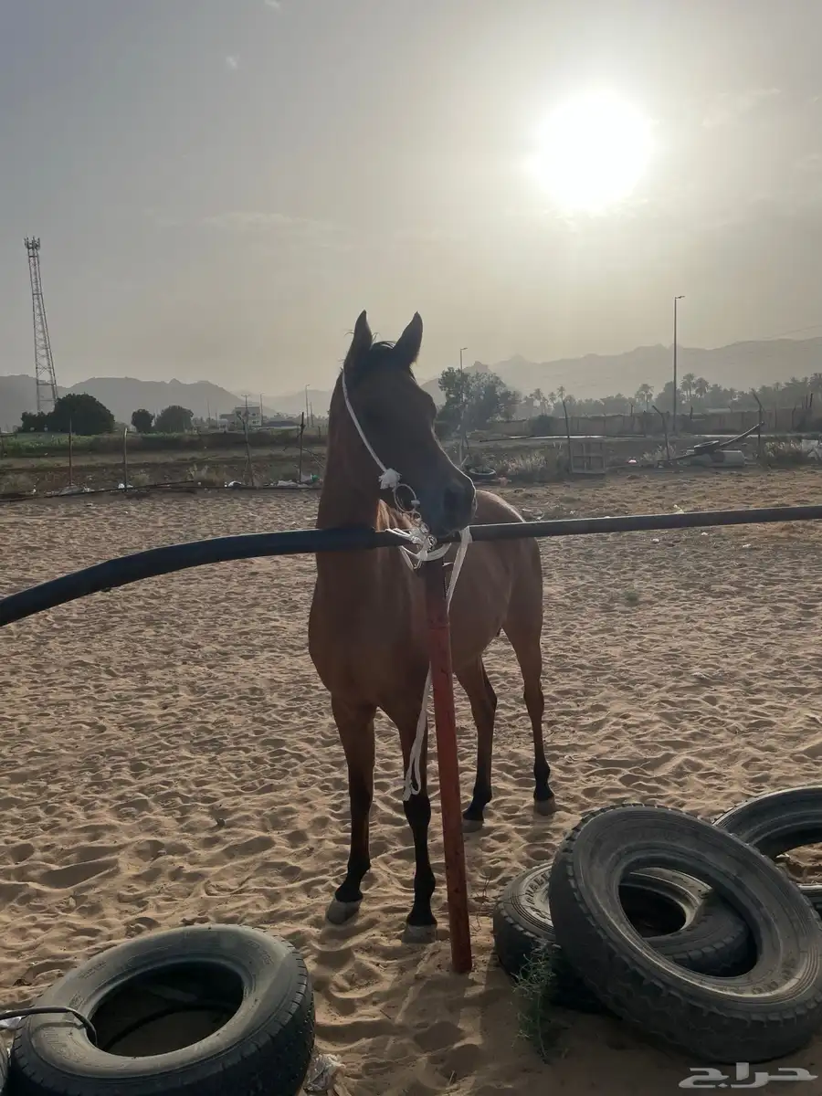 خيل شعبي 3