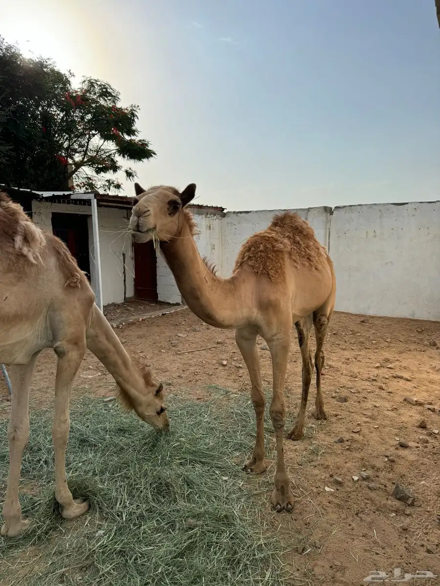 قعدان 1