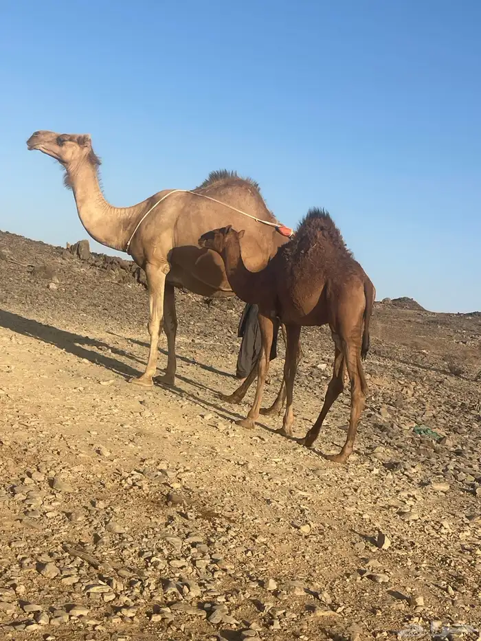 ناقه للبيع 4