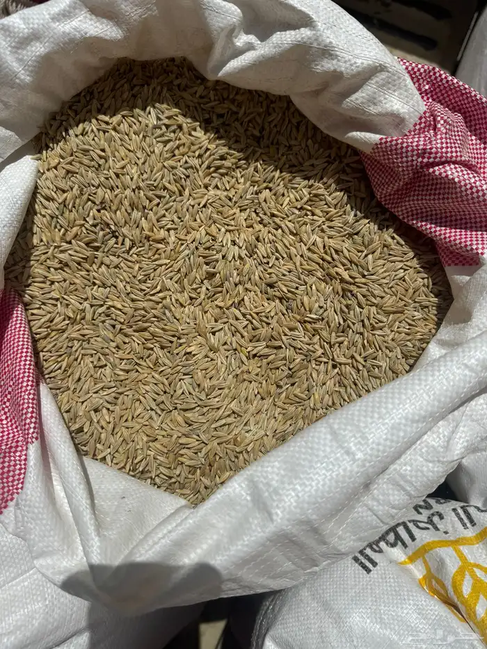 شعير بلدي نضيف 3
