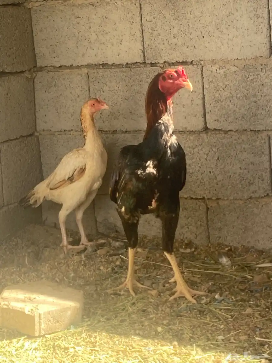 زوج سندي 0