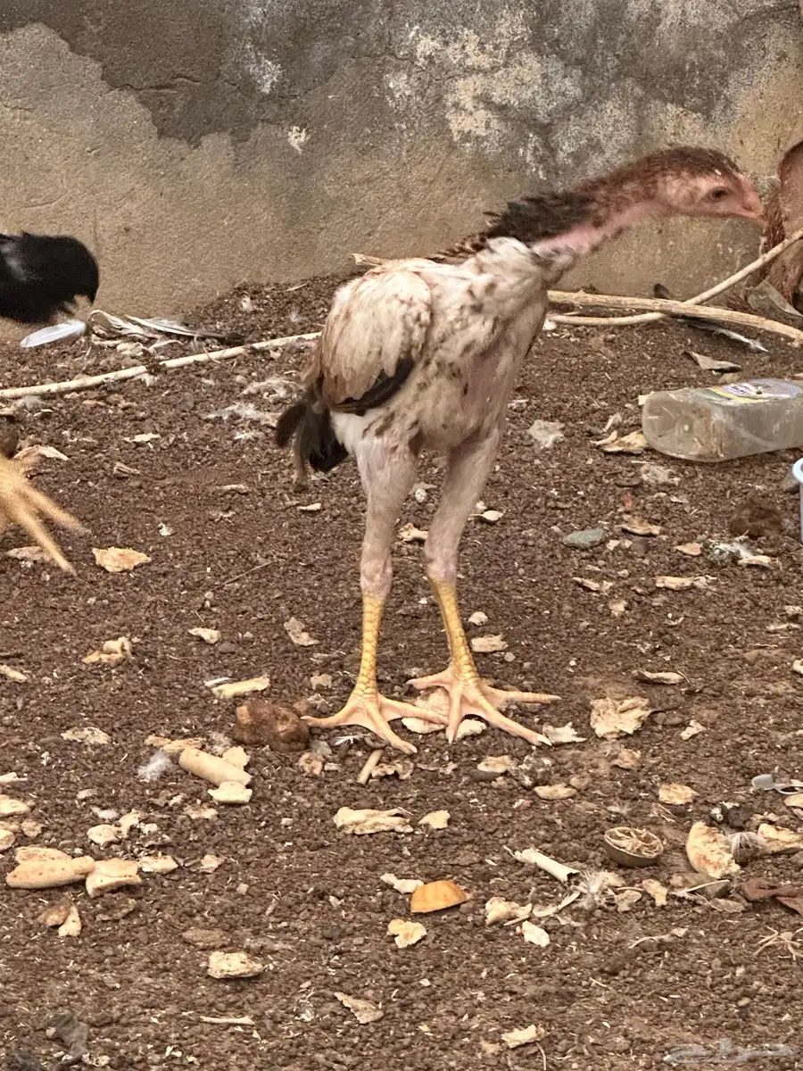 2دجاج فروخ شامو 3