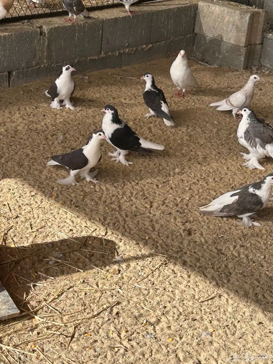 حمام شيرازي او بطريقي 0