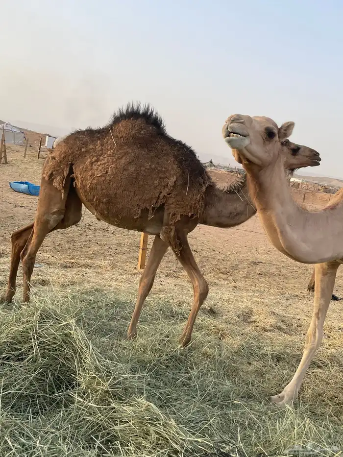 بكرة مفرودة طيبة جدا 4