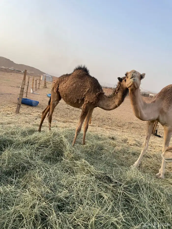 بكرة مفرودة طيبة جدا 8