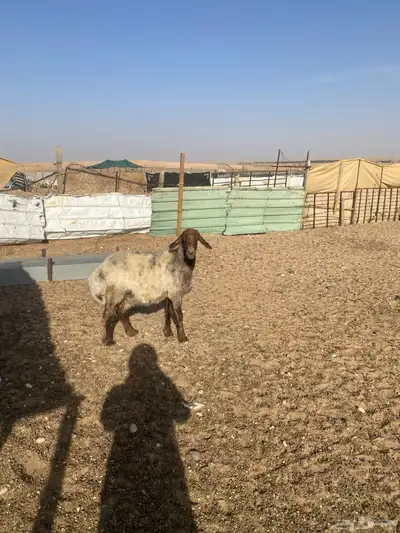 نعجه مضرع 4