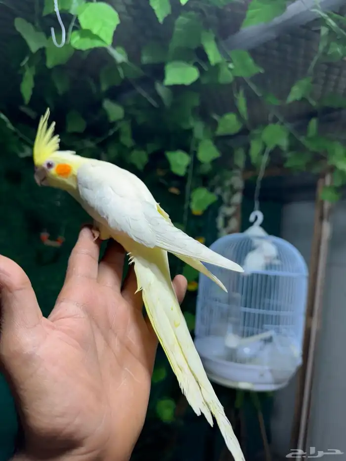 كروانات و كنيور اليفه هدد  تم البيع 2