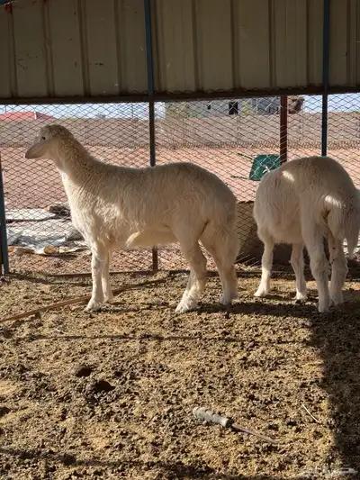 ذبايح رخال حريه 9