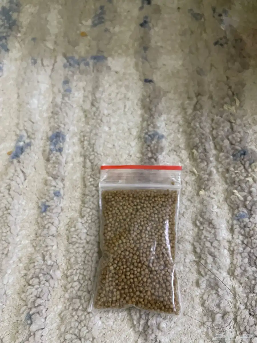 سمك فايتر بصحه ممتازه 5