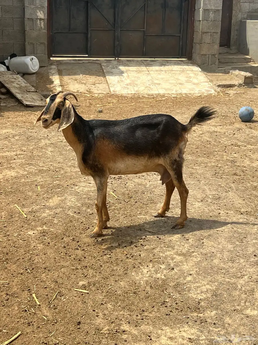 عنز فاخرة للبيع 3