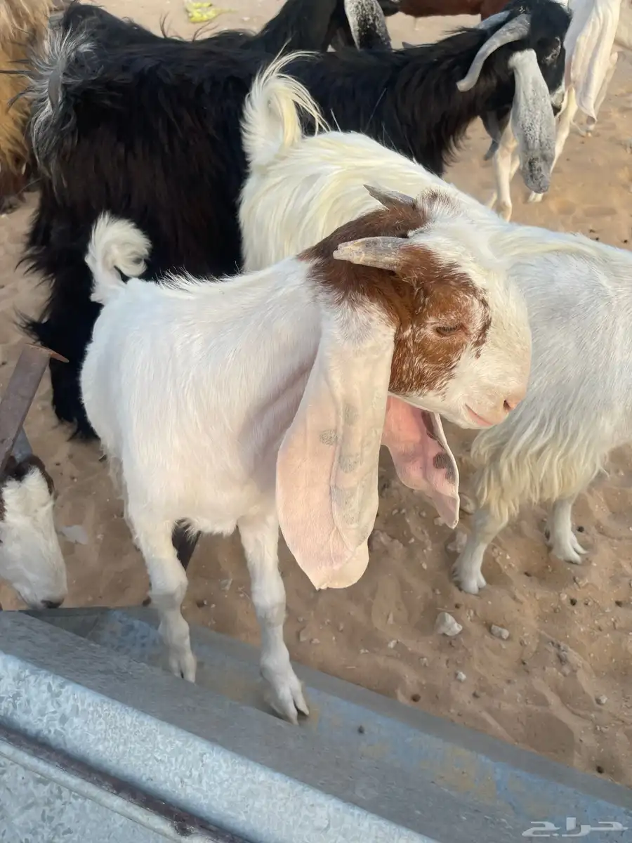 جفار 2