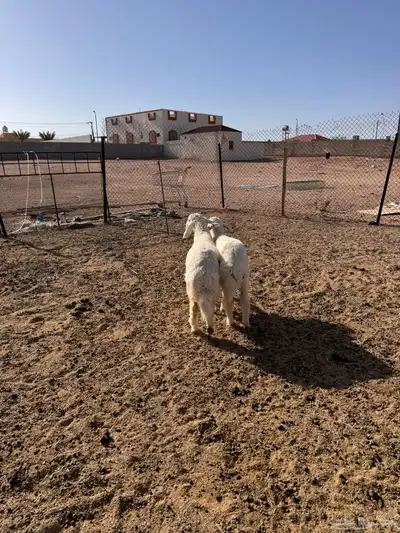 ذبايح رخال حريه 3