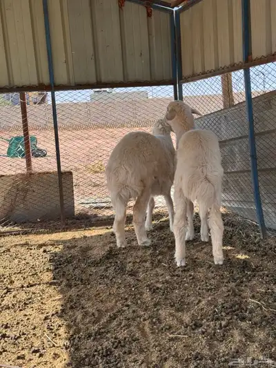 ذبايح رخال حريه 7
