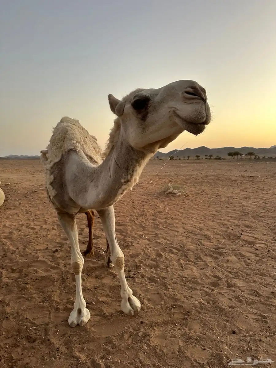 حايل للبيع 8