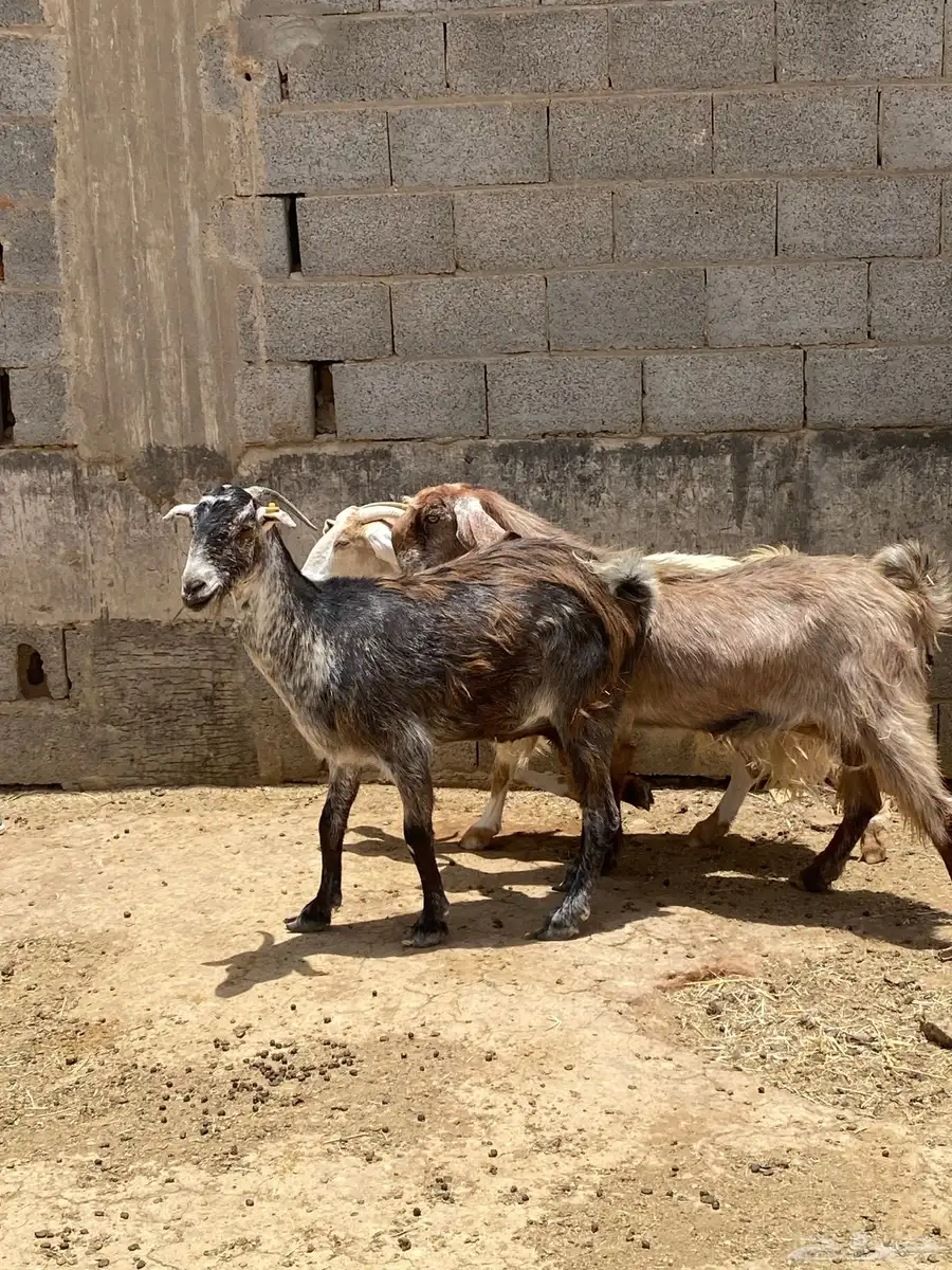 للبيع معزاء دفيع 6