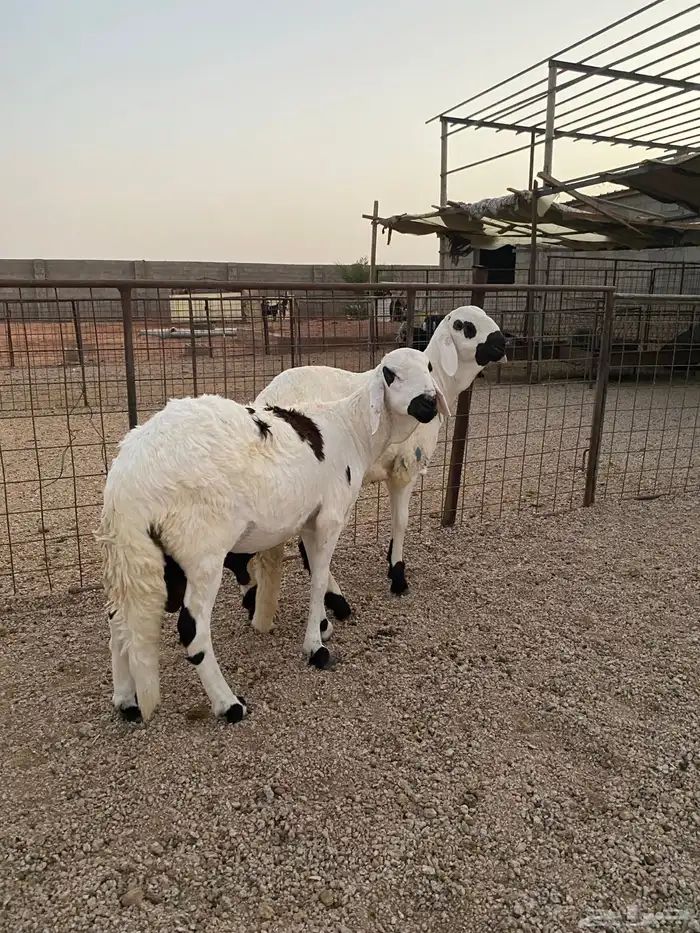 سواكن جذعان مرابي طيبه 0
