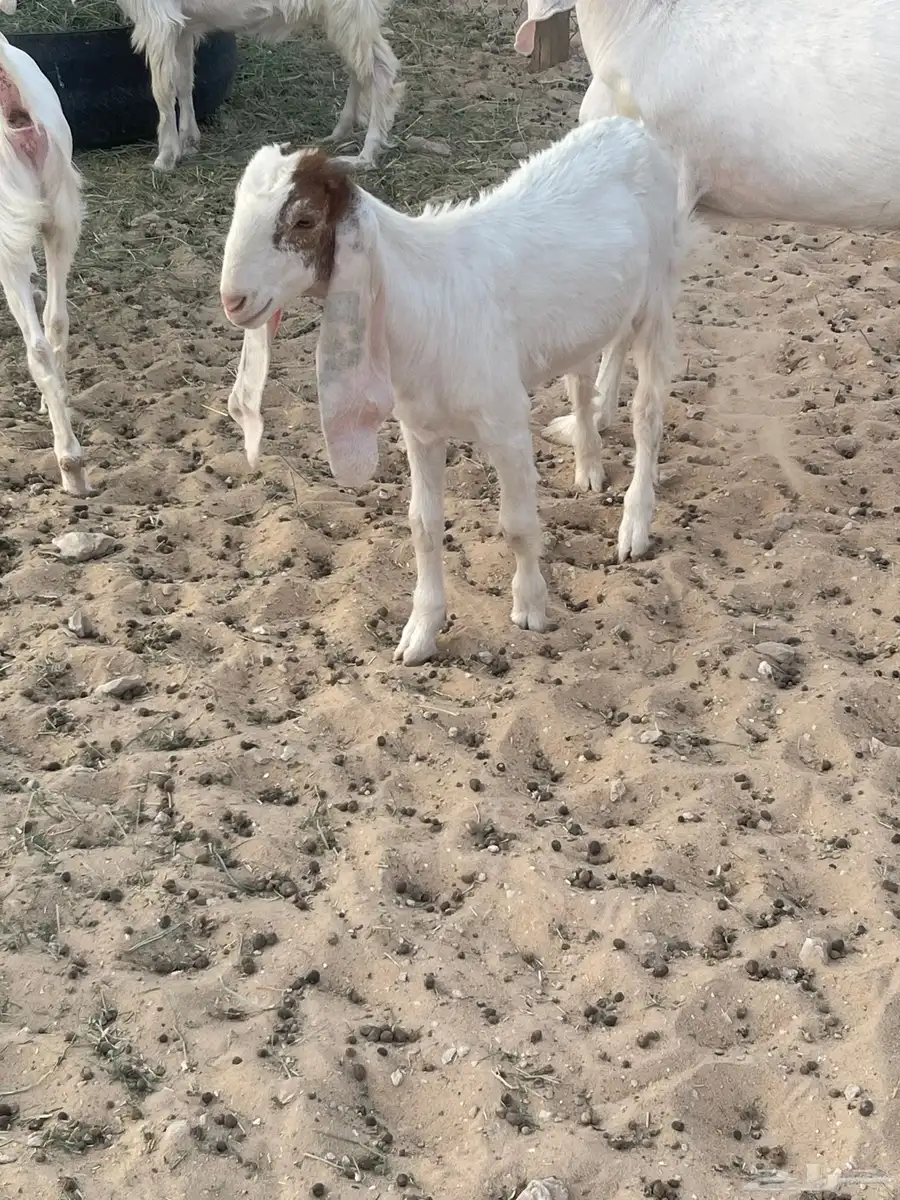 جفار 7