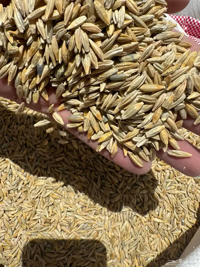 شعير بلدي نضيف 4