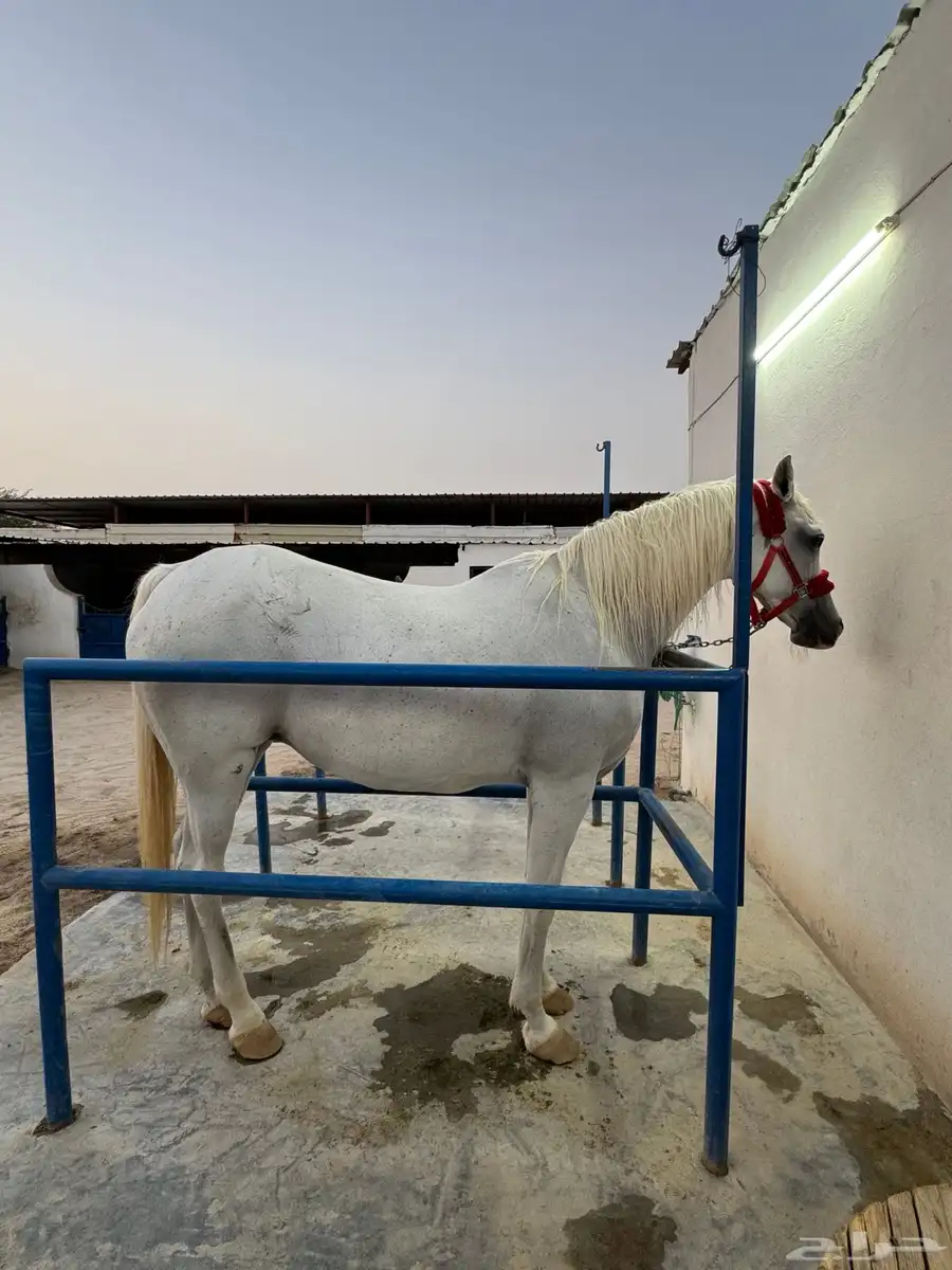 فرس شعبية صفراء 1