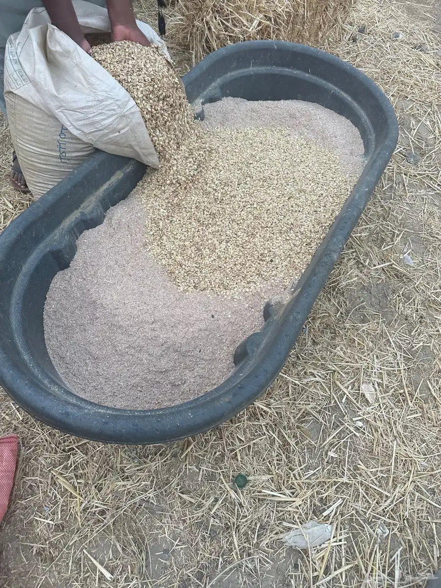 ذبائح سواكن 3