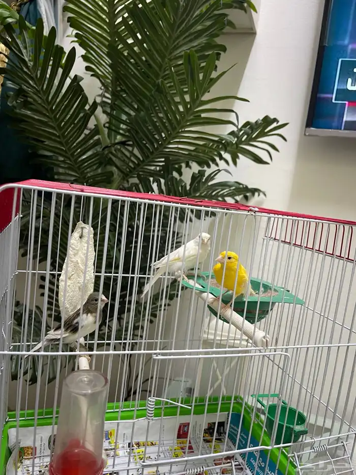 كناري ابيض ساده ذكر تغريد نار ذكر كناري ابيض بسمكتين حبشي 1