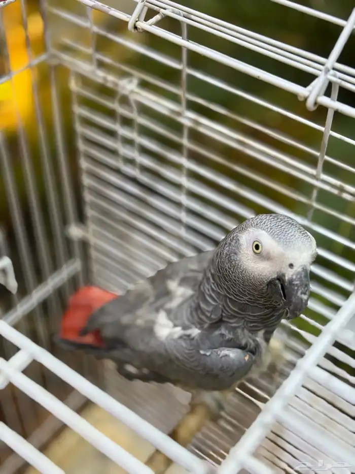 كاسكو هولندي 0