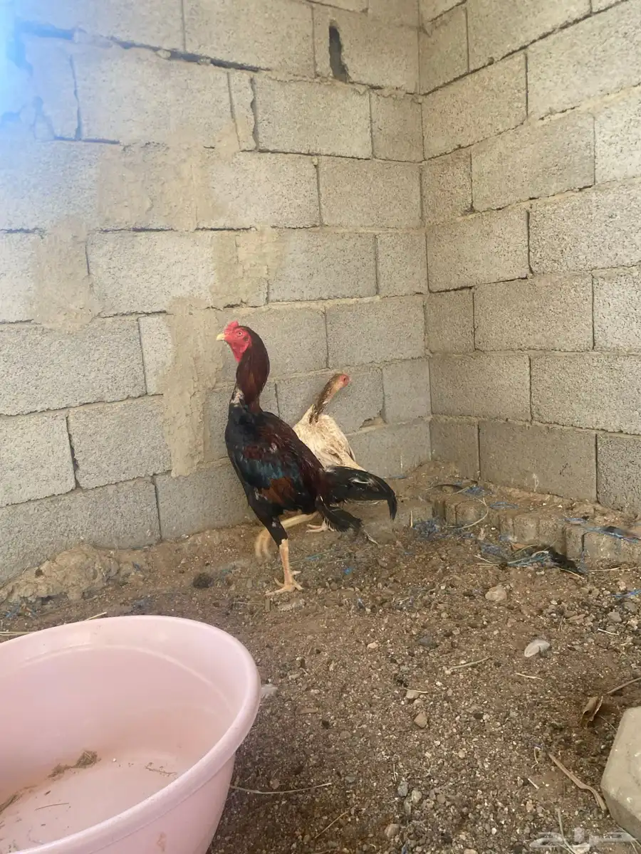 زوج سندي 9