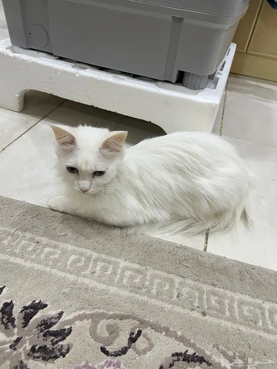 مكة حي الحمراء 0