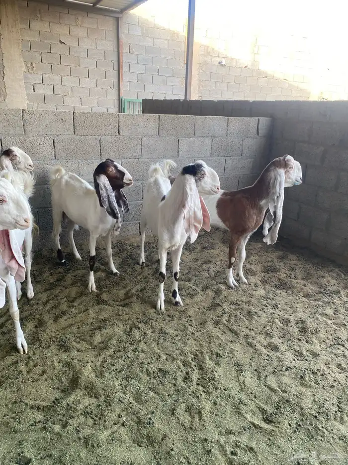 معزا مشاريك خصم بفحلها متابيع 6