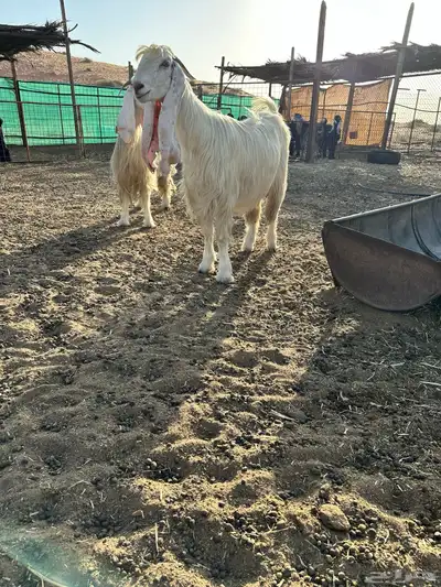 معزا عوارض بيض تم البيع 1