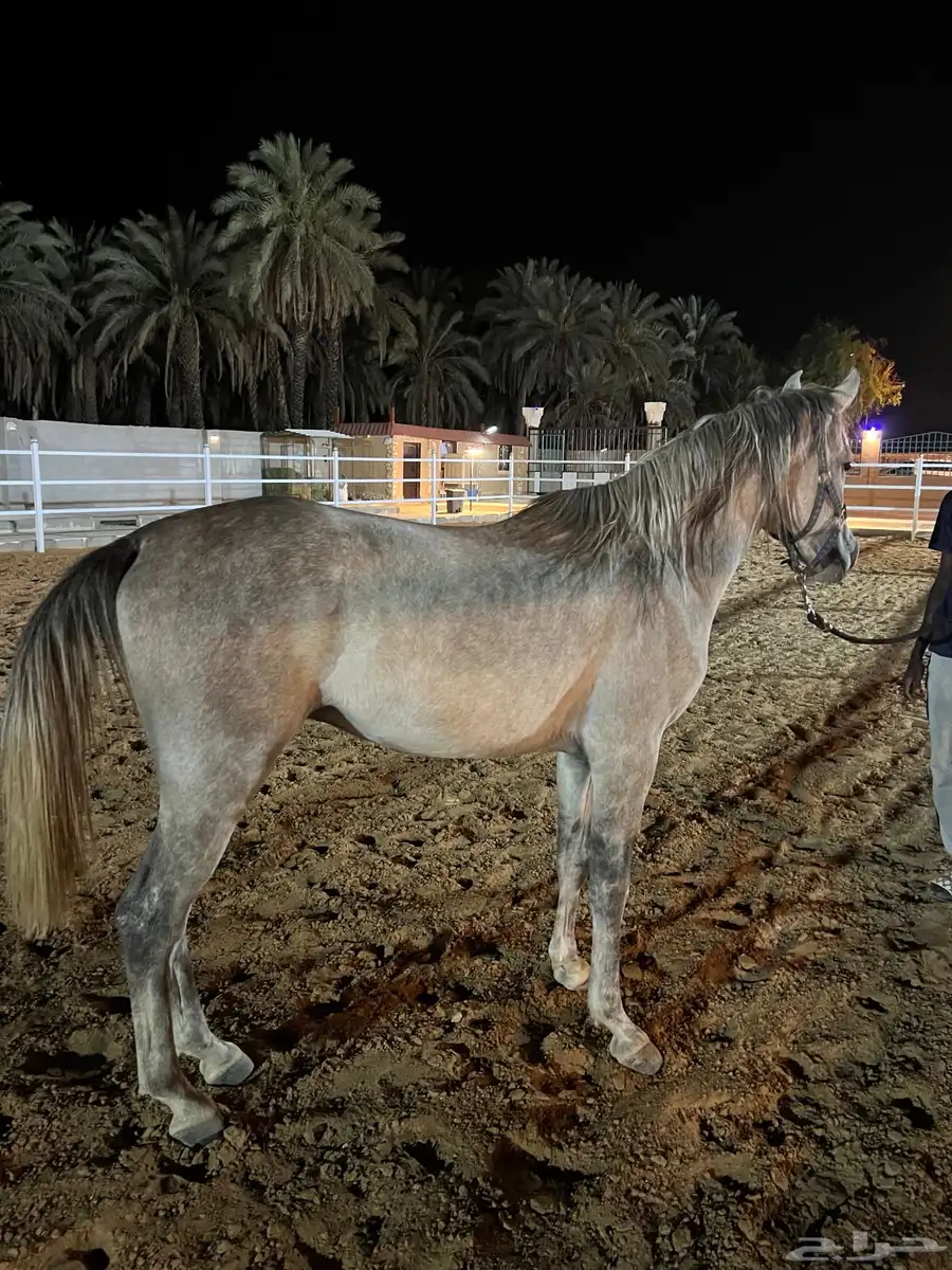 خيل شعبي 3