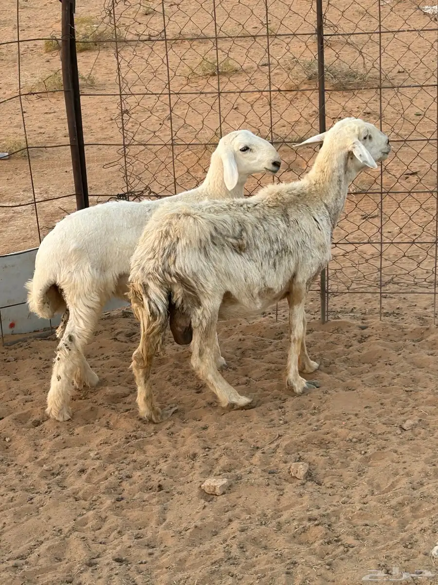 شاه حريه والد 0