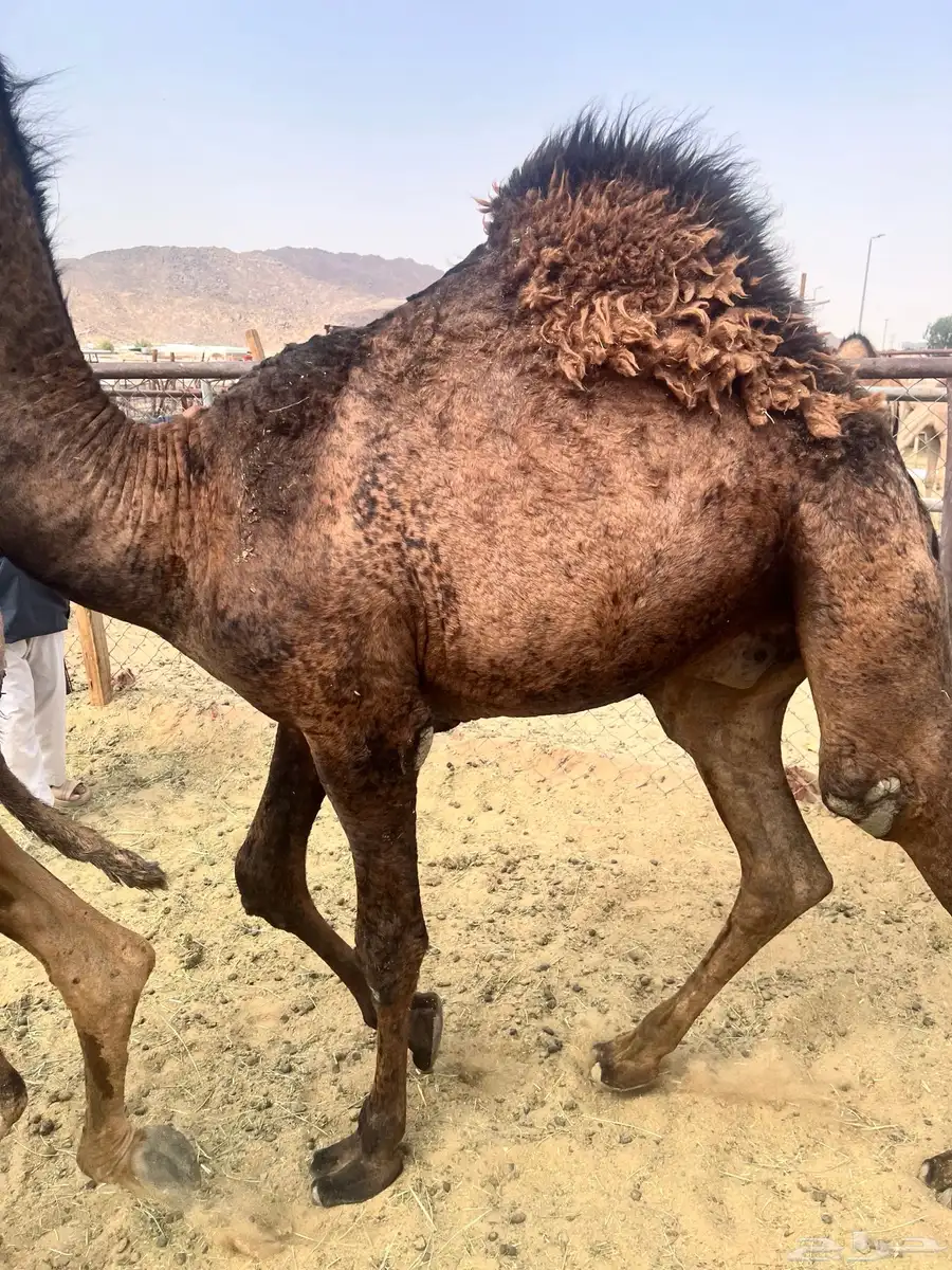 قعدان بلدي كفو 2