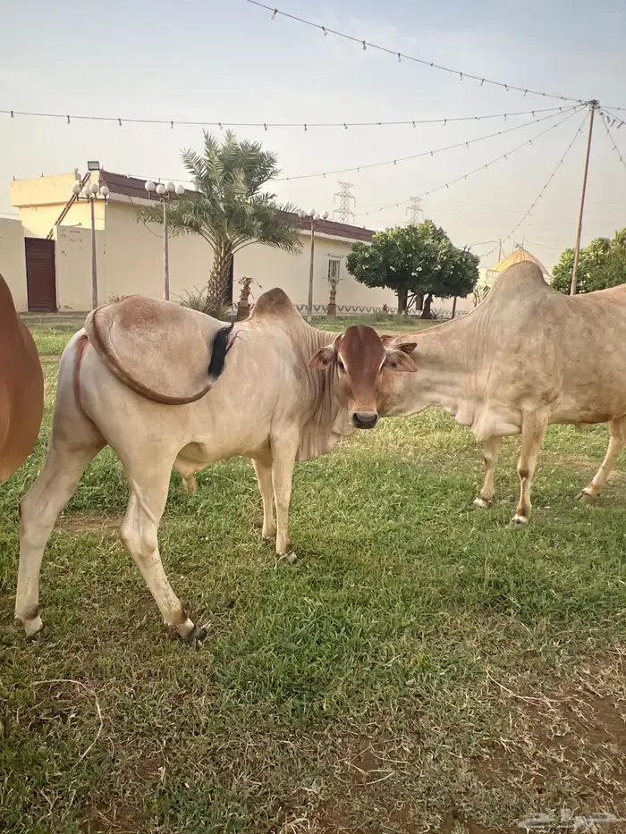 عجل بلدي 2