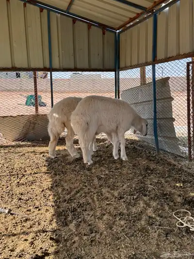 ذبايح رخال حريه 6