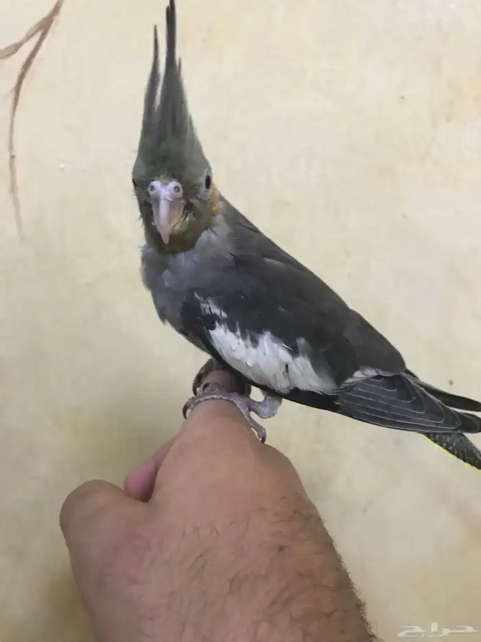 للبيع كروان اليف 10