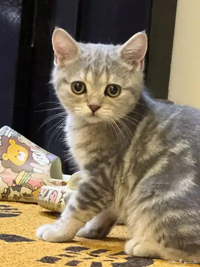 كيتن سكوتش للبيع 4