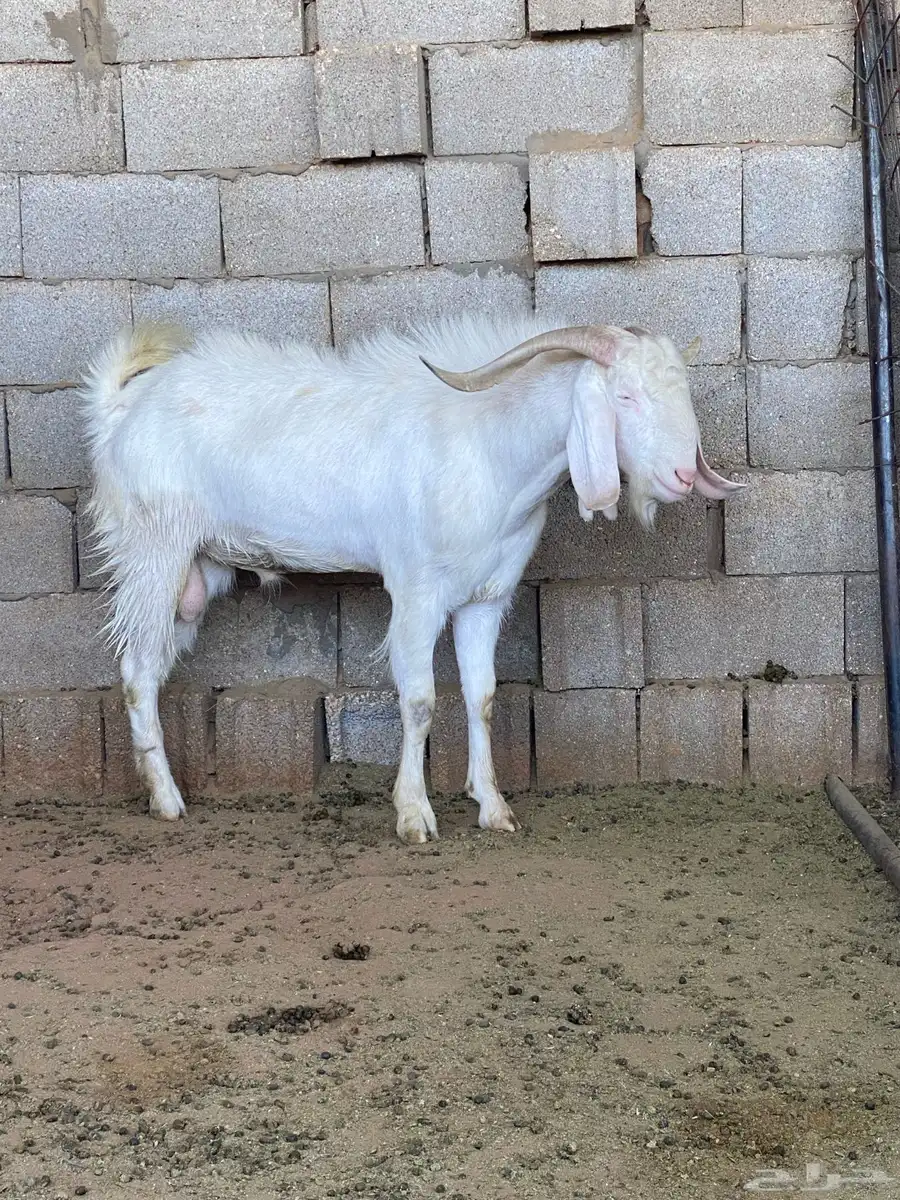 تيس للبيع 3