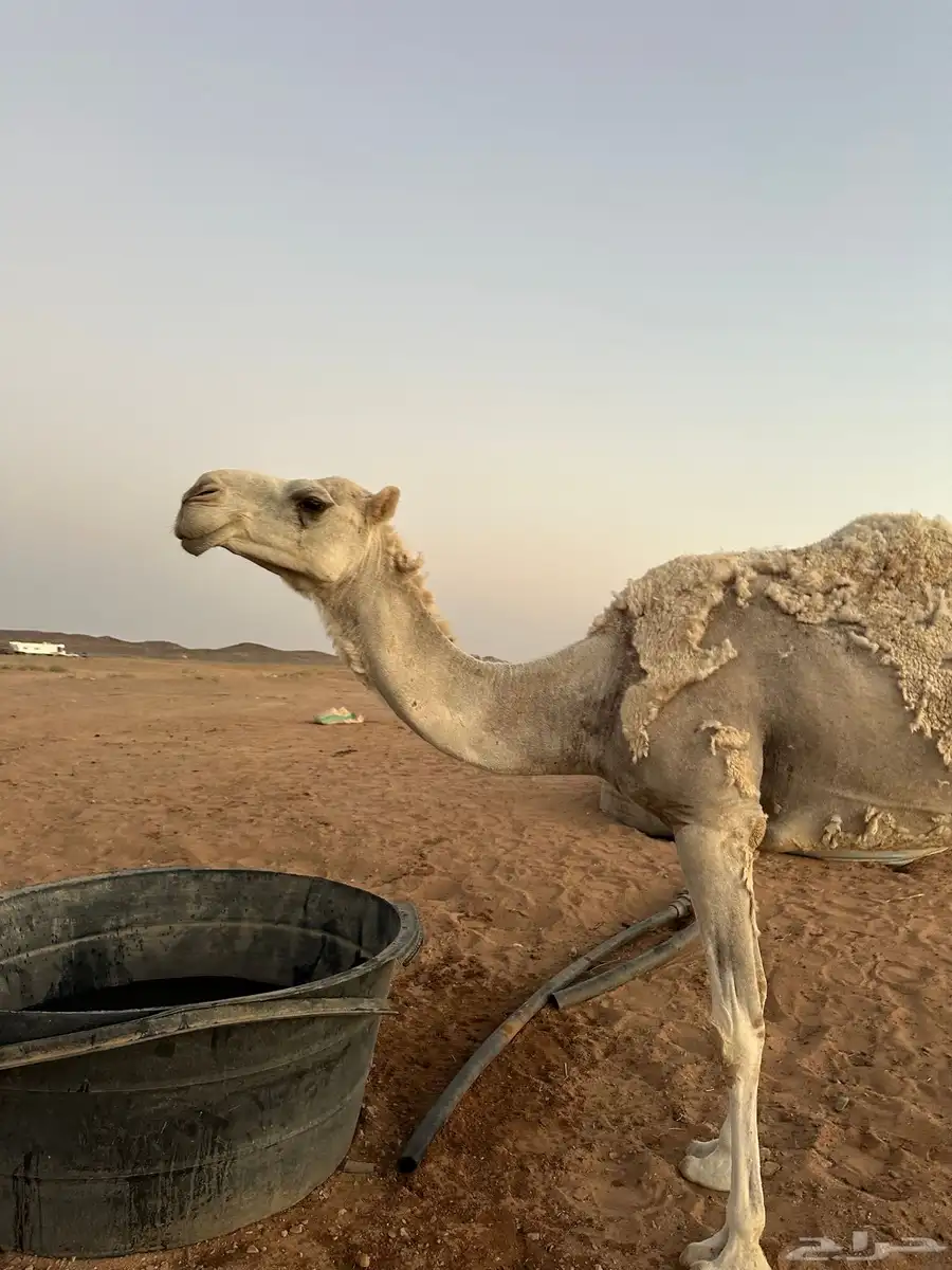 حايل للبيع 0