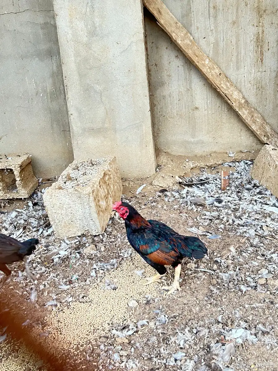 دجاج كوشامو 0