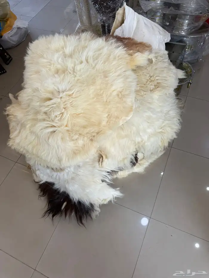 جواعد صوف طبيعي 1